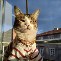 Tekir Kedi, Kedi  paşa fotoğrafı