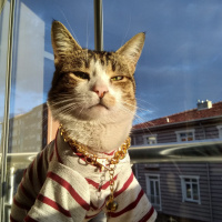 Tekir Kedi, Kedi  paşa fotoğrafı