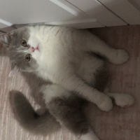 British Shorthair, Kedi  Puding fotoğrafı