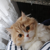 British Shorthair, Kedi  Tarçın fotoğrafı