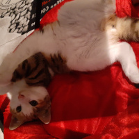 Tekir Kedi, Kedi  Luna fotoğrafı
