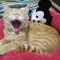 Sarman, Kedi  Kuzey fotoğrafı