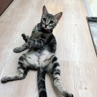 Tekir Kedi, Kedi  Paşa fotoğrafı