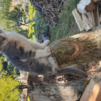 Tekir Kedi, Kedi  Duman fotoğrafı
