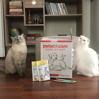 Scottish Fold, Kedi  Pamuk fotoğrafı