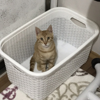 Sarman, Kedi  Balım fotoğrafı