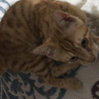 Sarman, Kedi  Balım fotoğrafı