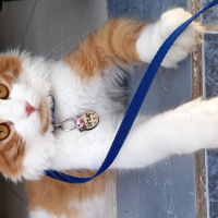 Sarman, Kedi  Sütlaç fotoğrafı
