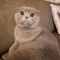 Scottish Fold, Kedi  Duman fotoğrafı