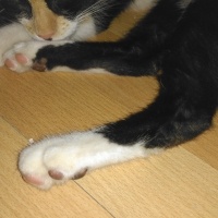 Abyssinian, Kedi  Lal fotoğrafı