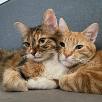 Sarman, Kedi  Danny Boy fotoğrafı