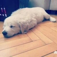 Golden Retriever, Köpek  MİŞA fotoğrafı