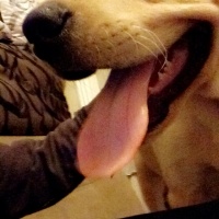 Labrador Retriever, Köpek  Pia fotoğrafı
