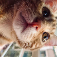 Sarman, Kedi  Lapa fotoğrafı