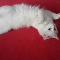 Ankara Kedisi, Kedi  Köpük fotoğrafı