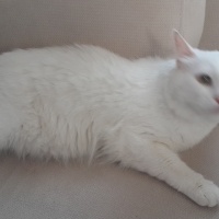 Ankara Kedisi, Kedi  Köpük fotoğrafı