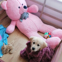 Golden Retriever, Köpek  Maya fotoğrafı