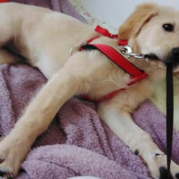 Golden Retriever, Köpek  Maya fotoğrafı