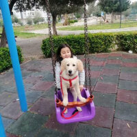 Golden Retriever, Köpek  Maya fotoğrafı