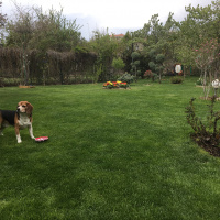 Beagle, Köpek  Obi Wan fotoğrafı