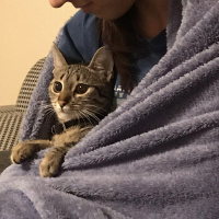 Tekir Kedi, Kedi  Çakıl fotoğrafı