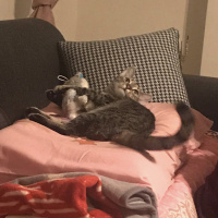 Tekir Kedi, Kedi  Çakıl fotoğrafı