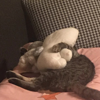 Tekir Kedi, Kedi  Çakıl fotoğrafı