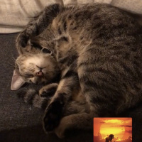 Tekir Kedi, Kedi  Çakıl fotoğrafı