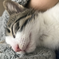 Tekir Kedi, Kedi  Harvey fotoğrafı