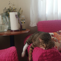 Tekir Kedi, Kedi  Zuzu fotoğrafı