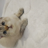 British Shorthair, Kedi  Mia fotoğrafı