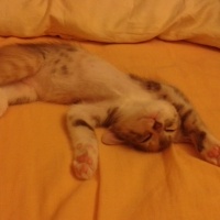 Tekir Kedi, Kedi  Peluş fotoğrafı