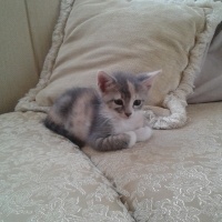 Tekir Kedi, Kedi  Peluş fotoğrafı