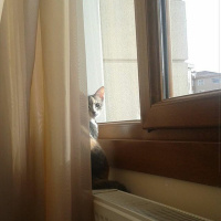 Tekir Kedi, Kedi  Peluş fotoğrafı