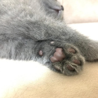 British Shorthair, Kedi  topi fotoğrafı
