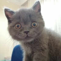 British Shorthair, Kedi  topi fotoğrafı