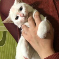 Van Kedisi, Kedi  Vegas fotoğrafı