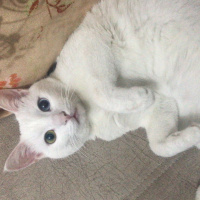Van Kedisi, Kedi  Vegas fotoğrafı