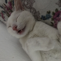 Van Kedisi, Kedi  Vegas fotoğrafı