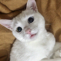 Van Kedisi, Kedi  Vegas fotoğrafı