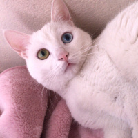 Van Kedisi, Kedi  Vegas fotoğrafı