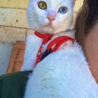Van Kedisi, Kedi  Vegas fotoğrafı