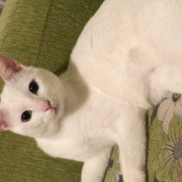 Van Kedisi, Kedi  Vegas fotoğrafı