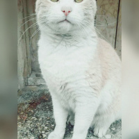Soke, Kedi  Pamuk fotoğrafı