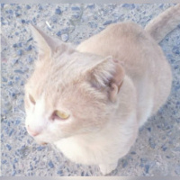 Soke, Kedi  Pamuk fotoğrafı