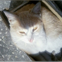 Soke, Kedi  Pamuk fotoğrafı
