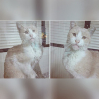 Soke, Kedi  Pamuk fotoğrafı