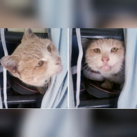 Soke, Kedi  Pamuk fotoğrafı