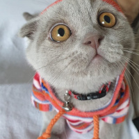 Scottish Fold, Kedi  Toffee fotoğrafı