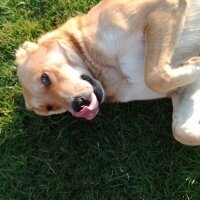 Golden Retriever, Köpek  Yıldırım fotoğrafı